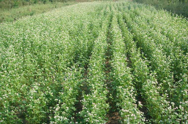 慶陽(yáng)蕎麥種植圖片