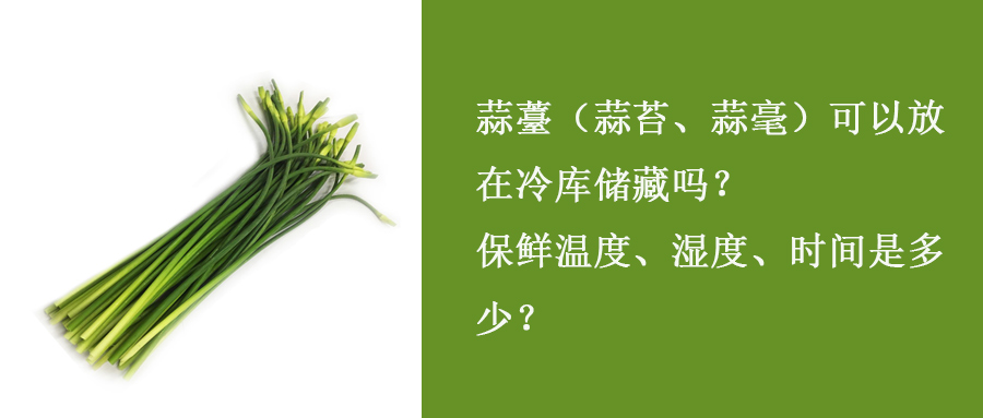 蒜薹（蒜苔、蒜毫）冷庫儲(chǔ)藏溫度、濕度、時(shí)間是多少？