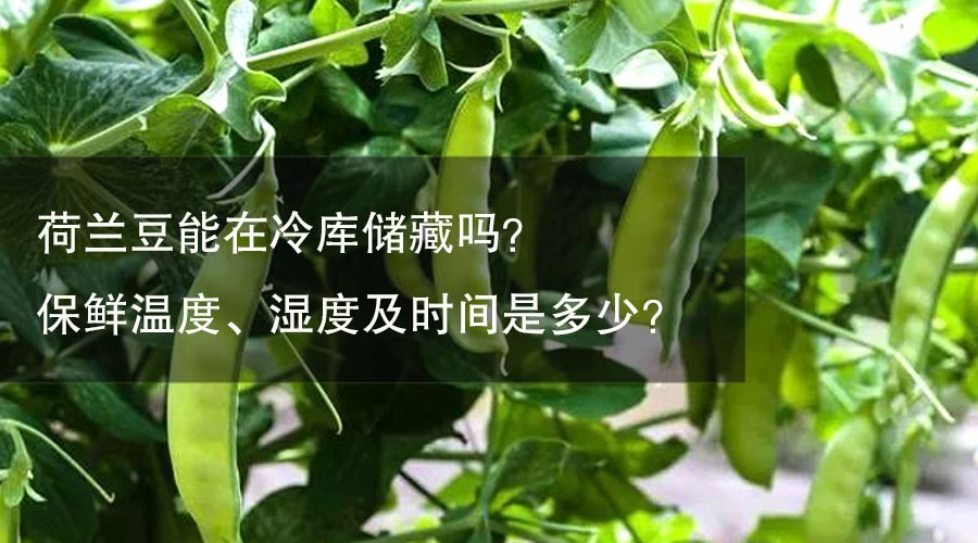 荷蘭豆能在冷庫(kù)儲(chǔ)藏嗎？保鮮溫度、濕度及時(shí)間是多少？