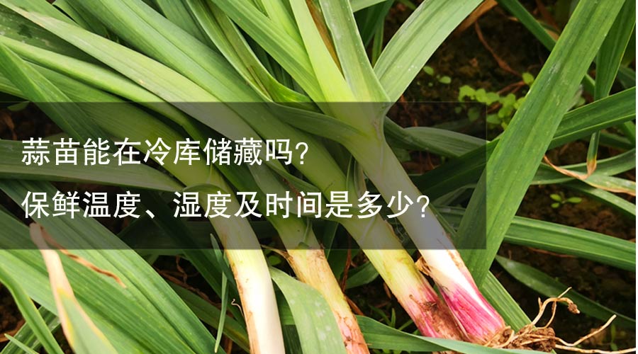 蒜苗能在冷庫儲(chǔ)藏嗎？保鮮溫度、濕度及時(shí)間是多少？