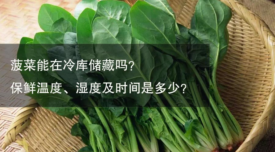 菠菜能在冷庫(kù)儲(chǔ)藏嗎？ 保鮮溫度、濕度及時(shí)間是多少？