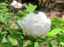 甘肅臨夏河州牡丹800平米花卉（鮮花）保鮮冷庫設(shè)計建造方案