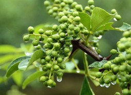 甘肅天水麥積鮮花椒2400平米冷庫設(shè)計(jì)安裝工程建造方案