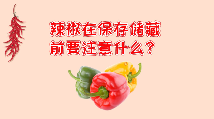 辣椒在保存儲藏前要注意什么？