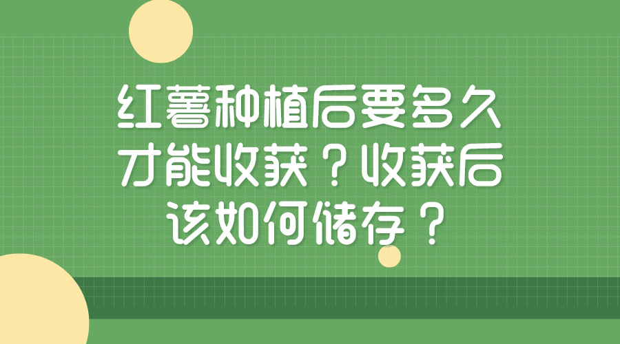 紅薯種植后要多久才能收獲？收獲后該如何儲存？