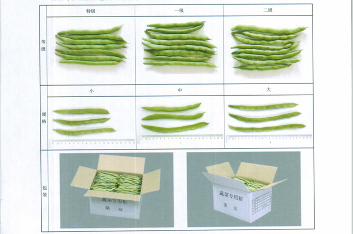 四季豆放冷庫前分級實物參考圖片