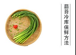 蒜薹（蒜苔、蒜毫）冷庫儲藏方法是什么？保鮮期可達半年以上！