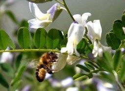 兩當狼牙蜜800平米食品冷凍庫設計方案