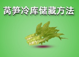 萵筍冷庫(kù)儲(chǔ)藏方法介紹，保鮮一個(gè)月不變質(zhì)！