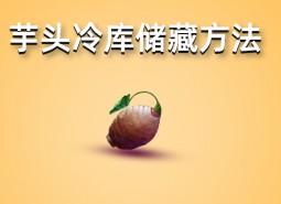 芋頭冷庫儲藏方法介紹，學會這招保鮮半年以上！-萬能制冷