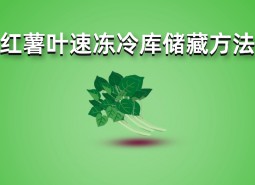 紅薯葉速凍冷庫(kù)儲(chǔ)藏方法詳解，長(zhǎng)期保鮮效果好！