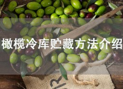 橄欖果在冷庫(kù)可以貯藏多久？這樣做保鮮2個(gè)月！