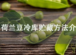 荷蘭豆冷庫(kù)貯藏方法介紹，學(xué)會(huì)此招保鮮2個(gè)月！