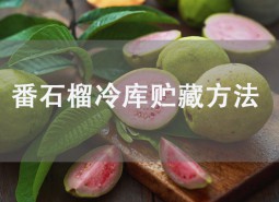 番石榴（芭樂(lè)）冷庫(kù)貯藏方法詳解！