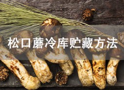 松茸（松口蘑）冷庫(kù)貯藏方法介紹！