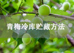 青梅怎么保存？氣調(diào)冷庫(kù)可以貯藏2個(gè)月！