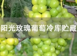 陽(yáng)光玫瑰葡萄貯藏方法是什么？冷庫(kù)貯藏可以保鮮3個(gè)左右！